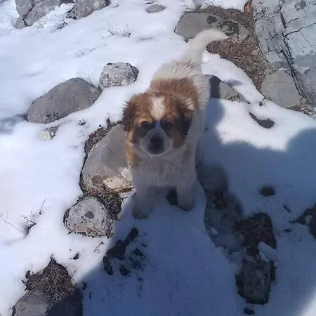 Pensión Bujtina 2 Valbone